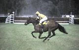 Vítěz dostihu Handicap Oxford Line 2000 Pardubice - Toblino, 18.6.00